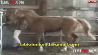 Асп хари одами дар cap бо дикки калонро медарорад