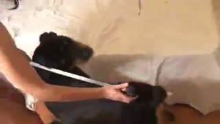 Классикалык айбандык брюнетка ит менен