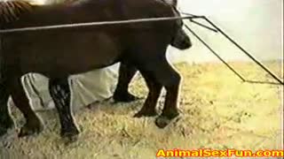 Ponilar bilan semiz blondalarning jinsiy aloqasi