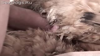 Xotin buzuq eri divanda tovuqni sikishini tomosha qilmoqda